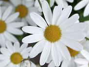 Geburtstagsgeschenkidee